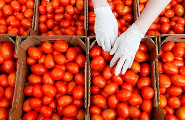 Bu məhsulumuz pomidoru geridə qoydu – 37 milyon dollarlıq ixrac