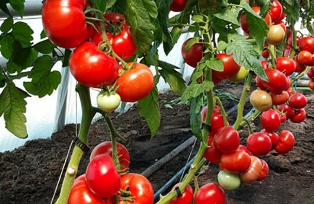 İspaniyadan Azərbaycana gətirilən pomidor toxumunda virus aşkarlandı
